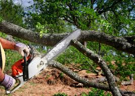 Best Tree Risk Assessment  in Sheldon, TX